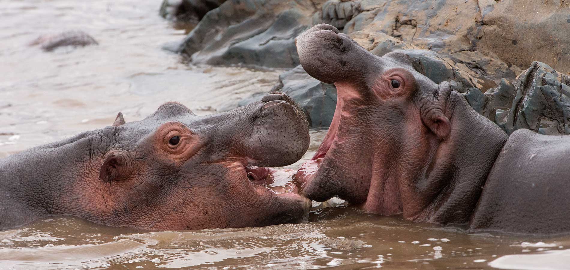 2-Young-Hippos-Playing