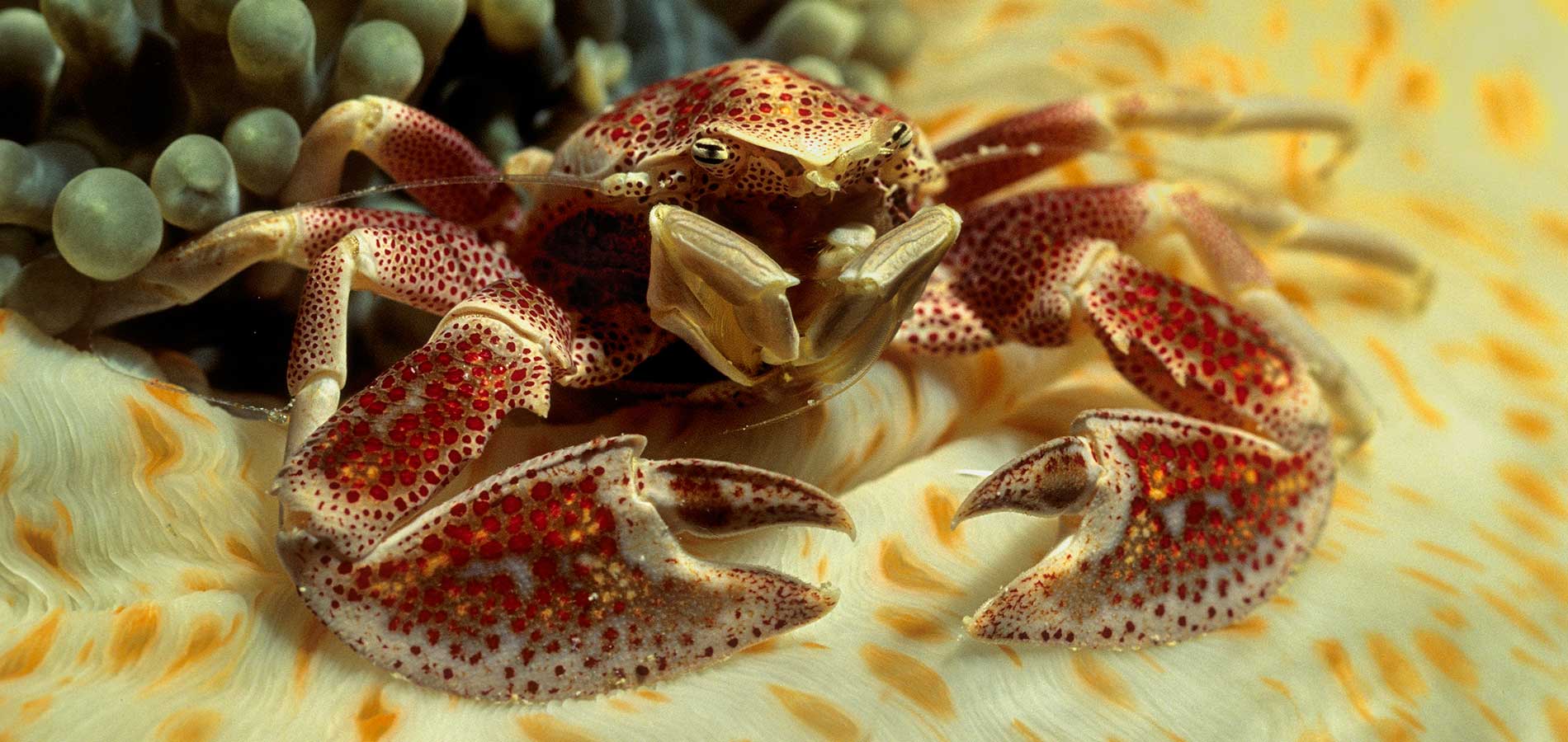 Anemone-Crab