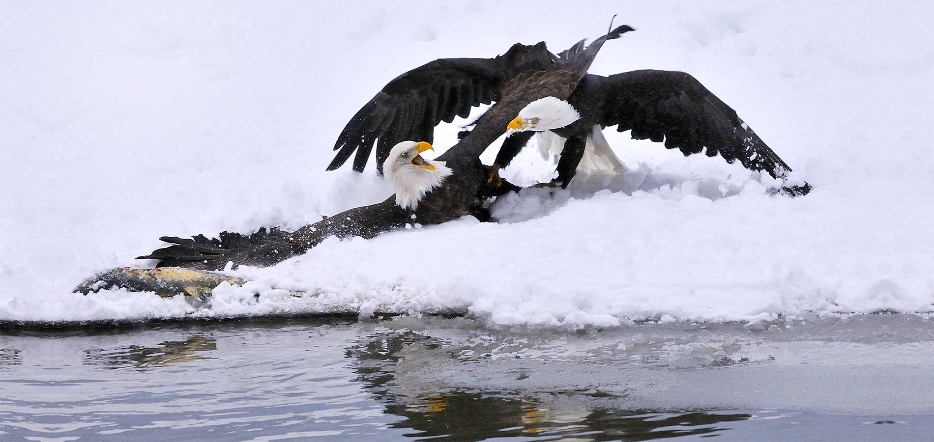 Bald Eagles Fight Ovr Fish 1900x900 for web slide