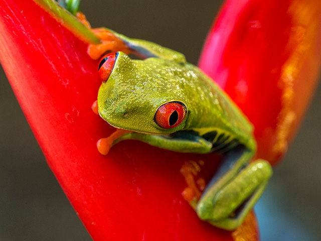 Reptiles & Amphibians