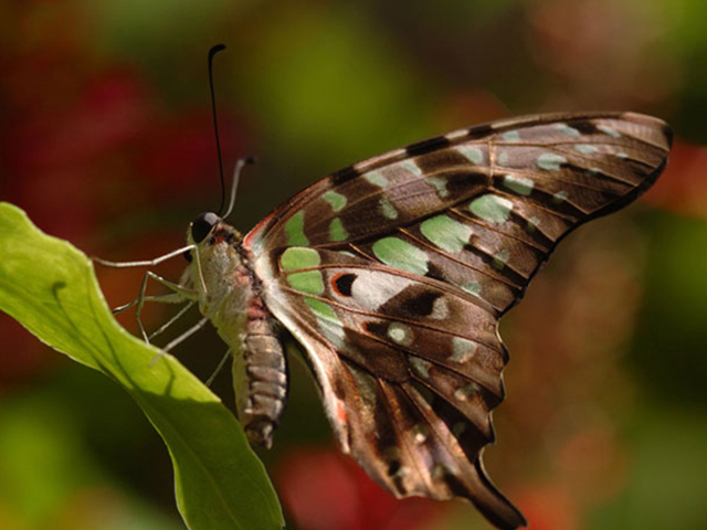 Insects