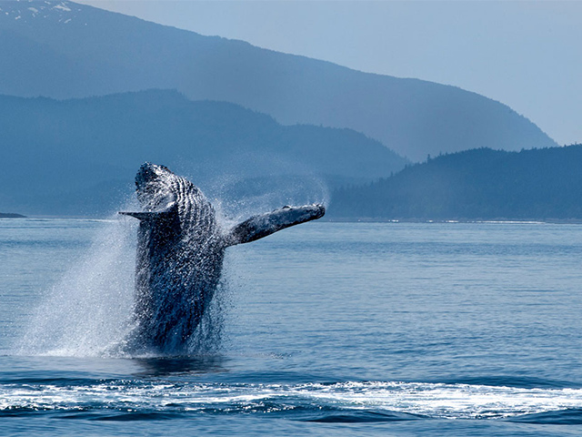 Marine Mammals