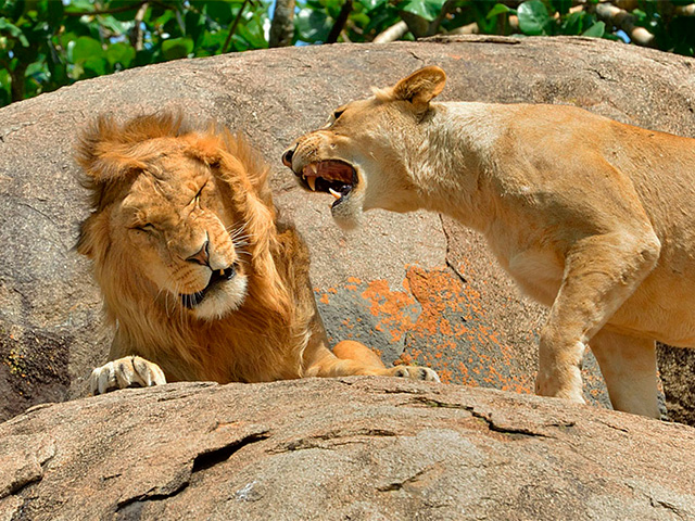 Mammal Predators