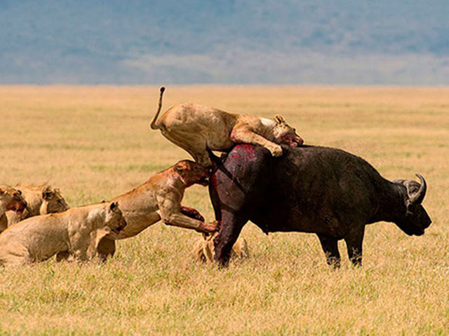 Mammals Predators