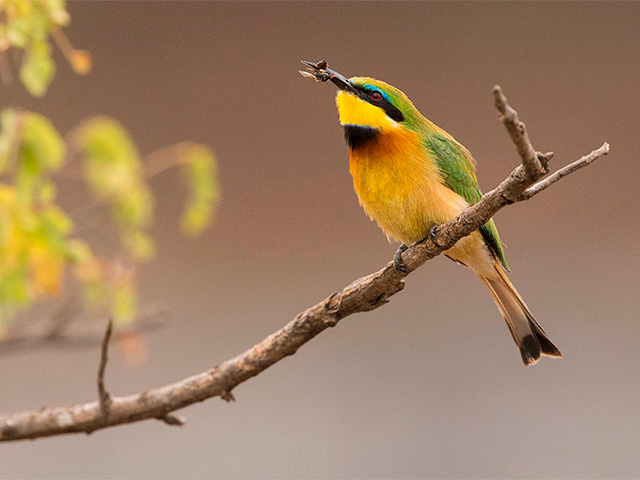 Birds | Africa
