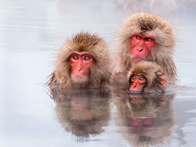 Mammals | Asia