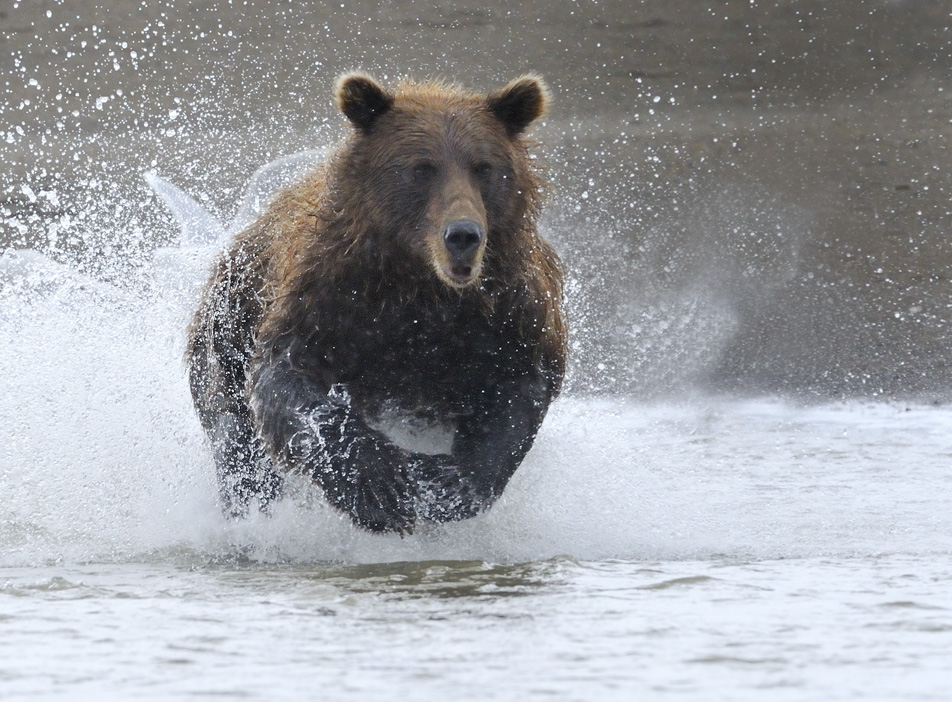 Predator | Bears