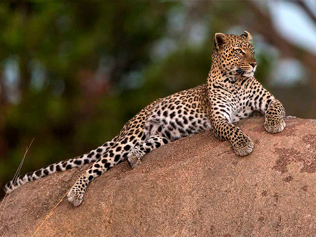 Predator | Big Cats