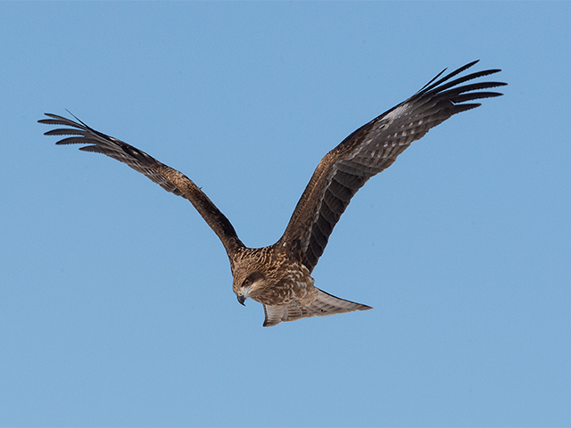 Hawks
