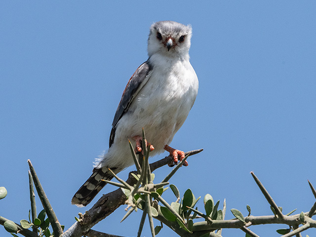 Falcons, Kestrels and More