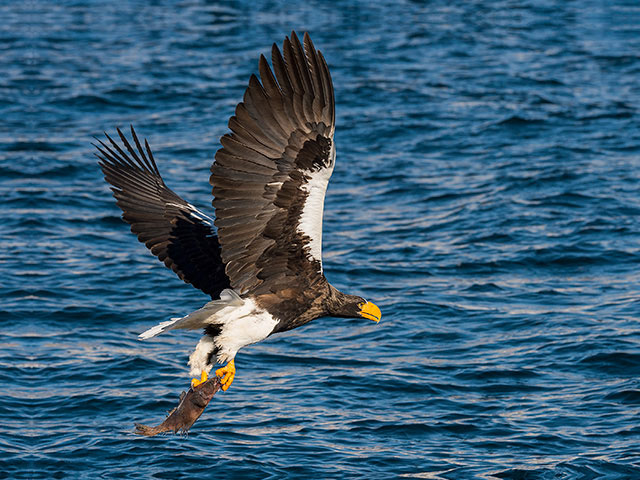 Eagles