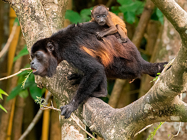Mammals | South / Central America