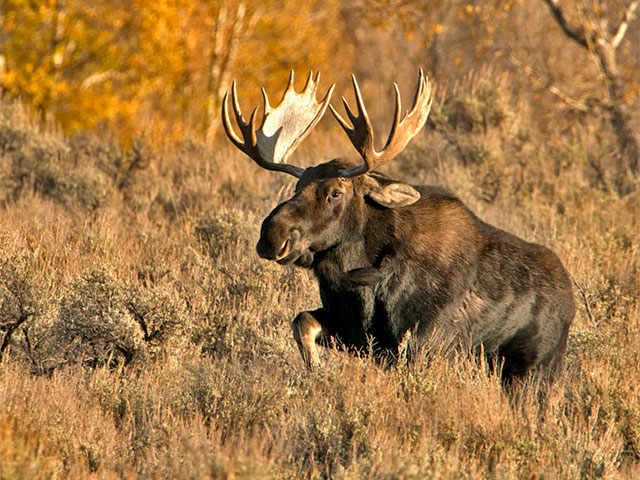 Mammals | North America