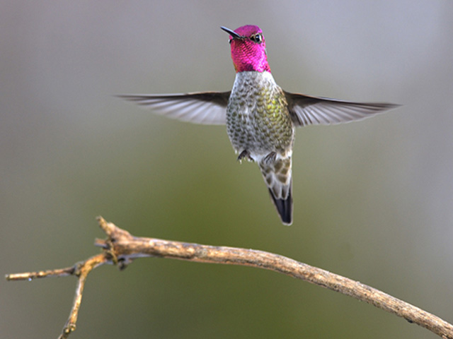 Birds | North America