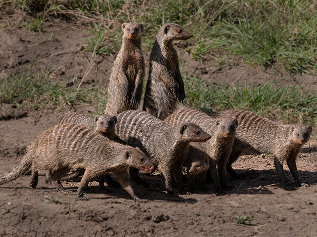 Other Predators