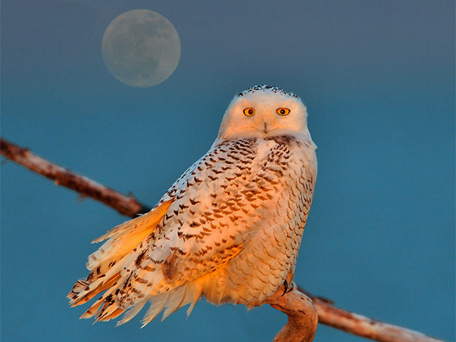 Owls