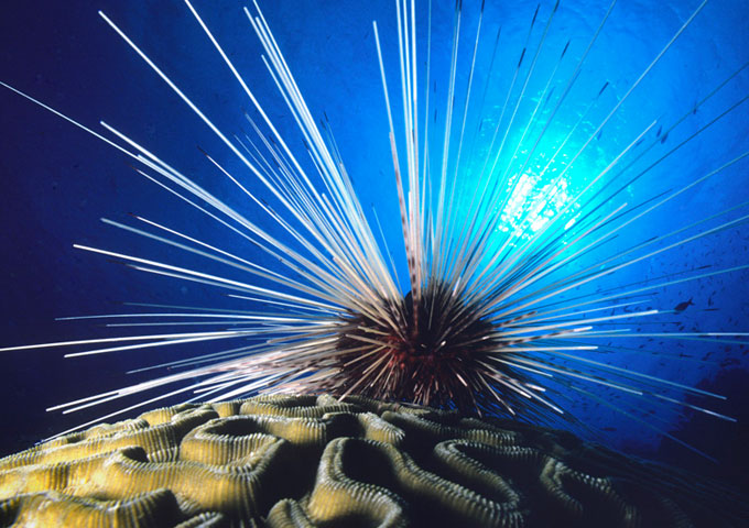 Annelids & Echinodems