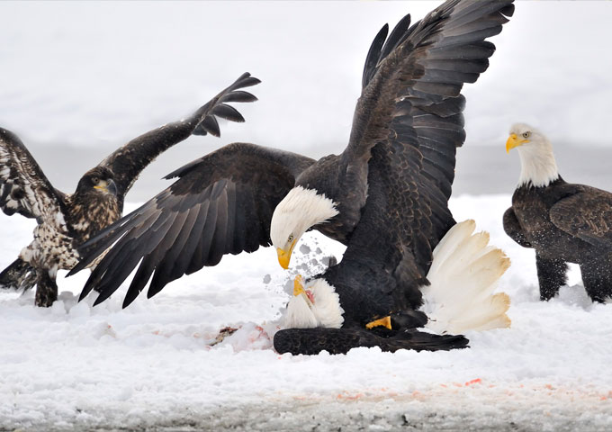 Predator Birds