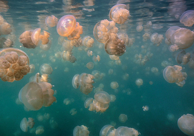 Coelenterates