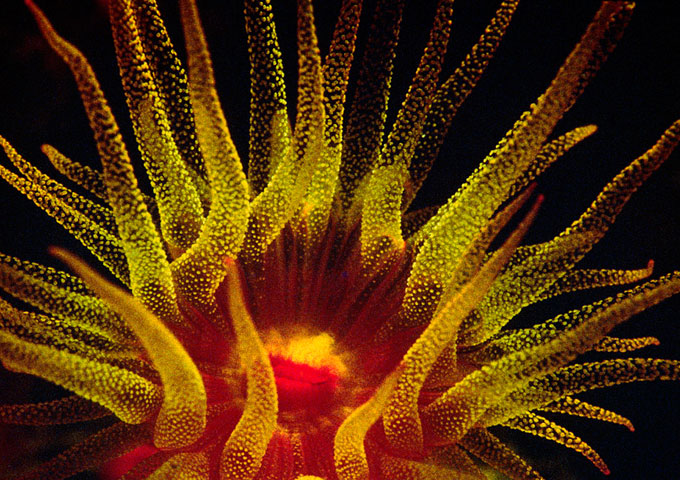 Corals & Sponges