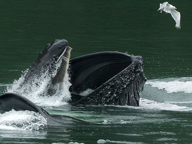 Mammals Marine