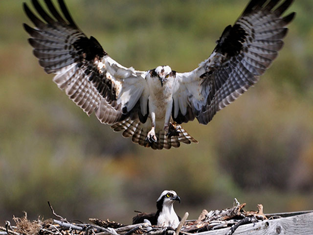 Osprey