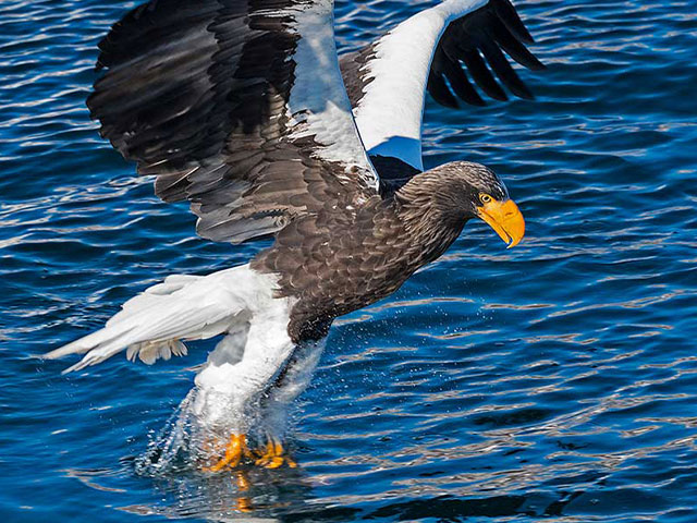 Predator Birds