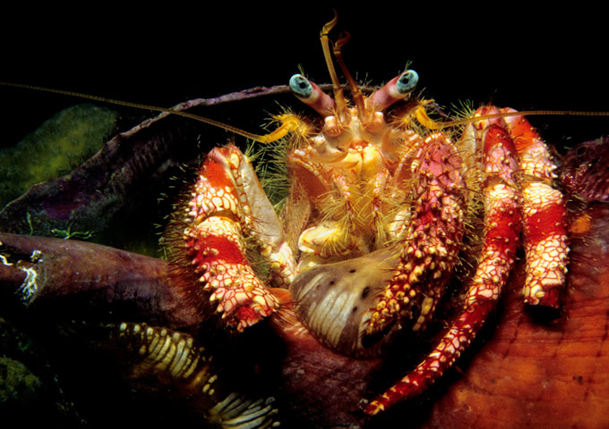 Crustaceans