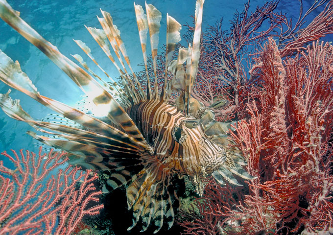 Fish