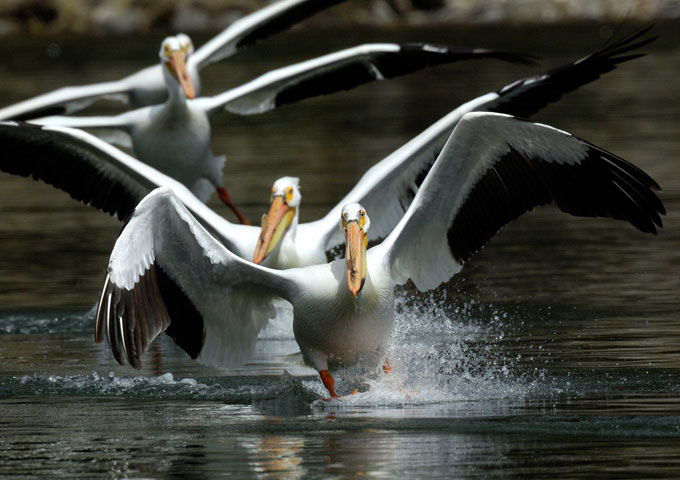 Marine Birds