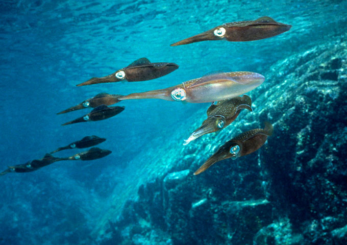 Mollusks