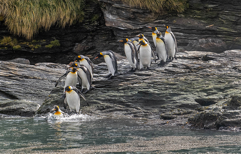 Emperor Penquins Going  For  A Swim (South Georgia Island)