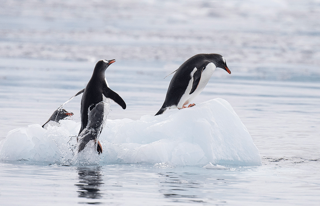 Gentoo Penguin Leaping Out Of Ocean On To Ice Flow (Antarctica)
