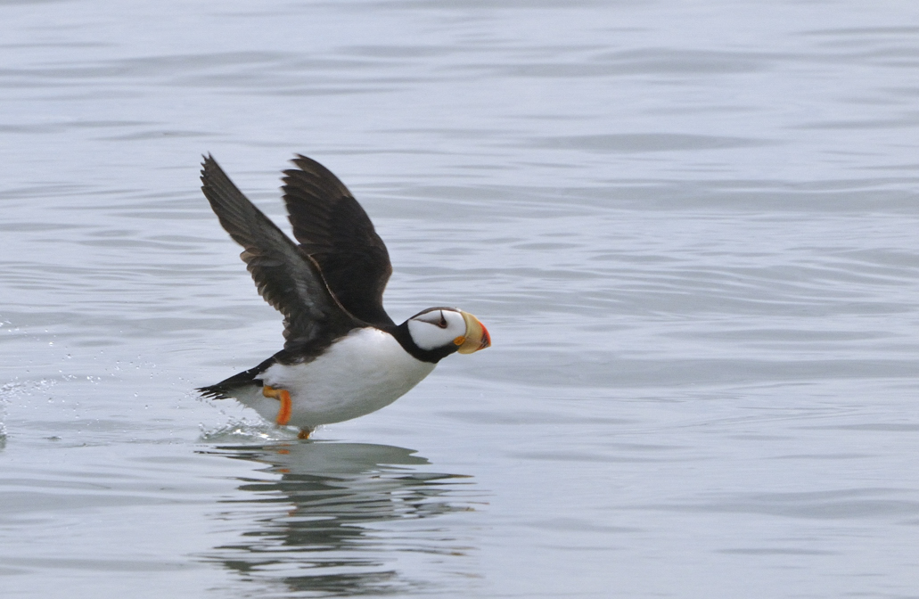 Horned Puffin Takes Off
