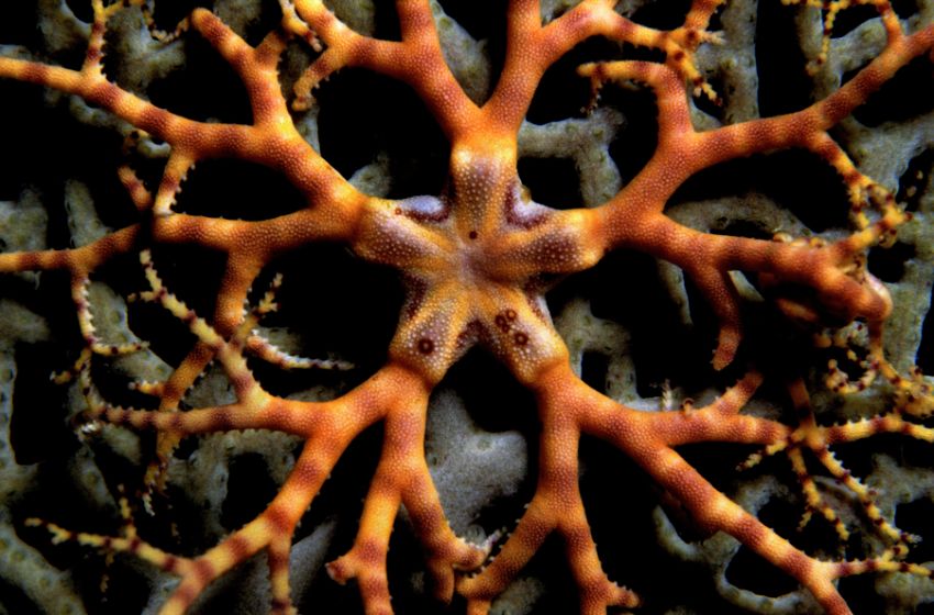 Basket Starfish Close-up