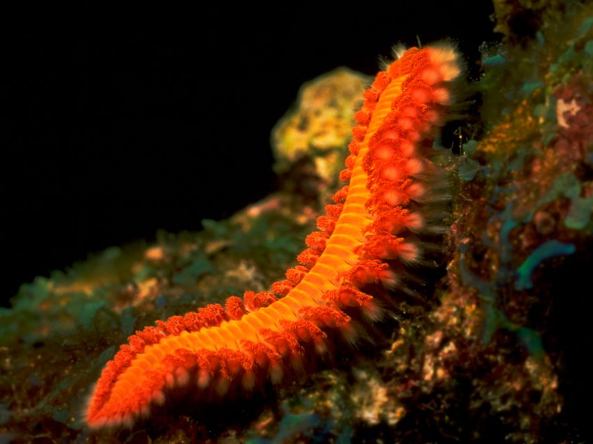 Bristle Worm