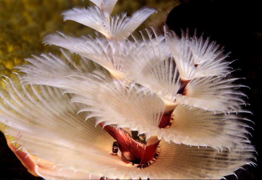 Christmas Tree Worm Close-up