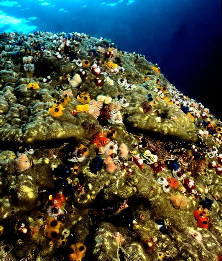 Coral with Christmas Tree Worms