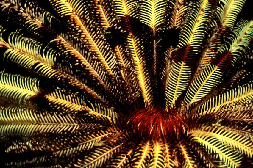 Crinoid Close-up