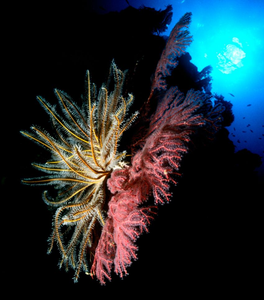 Crinoid on Gorgonain