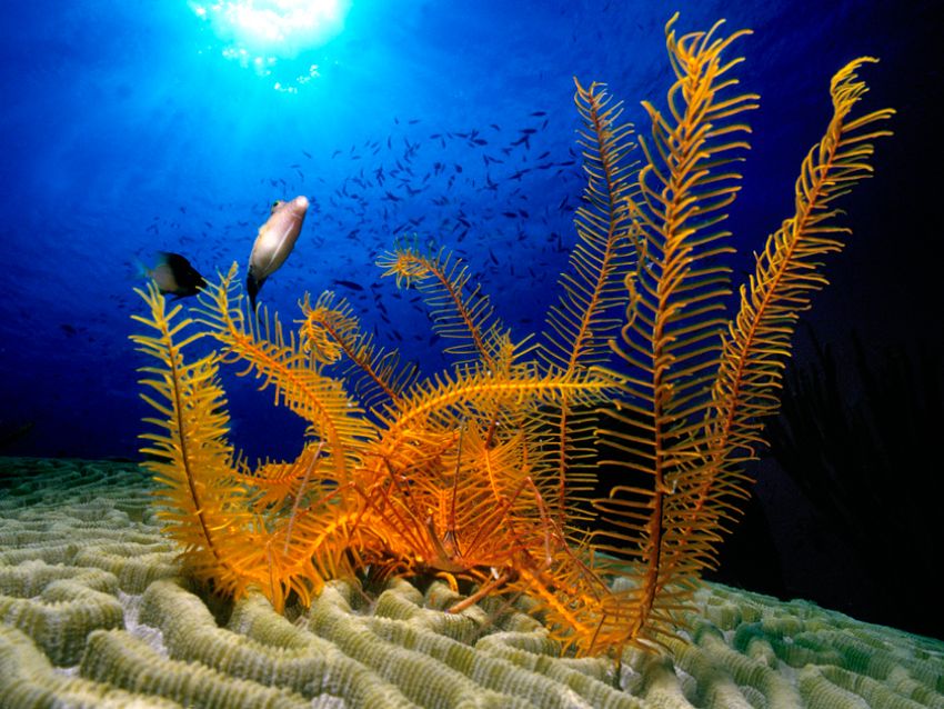 Crinoid, Arrow Crab, Box Fish