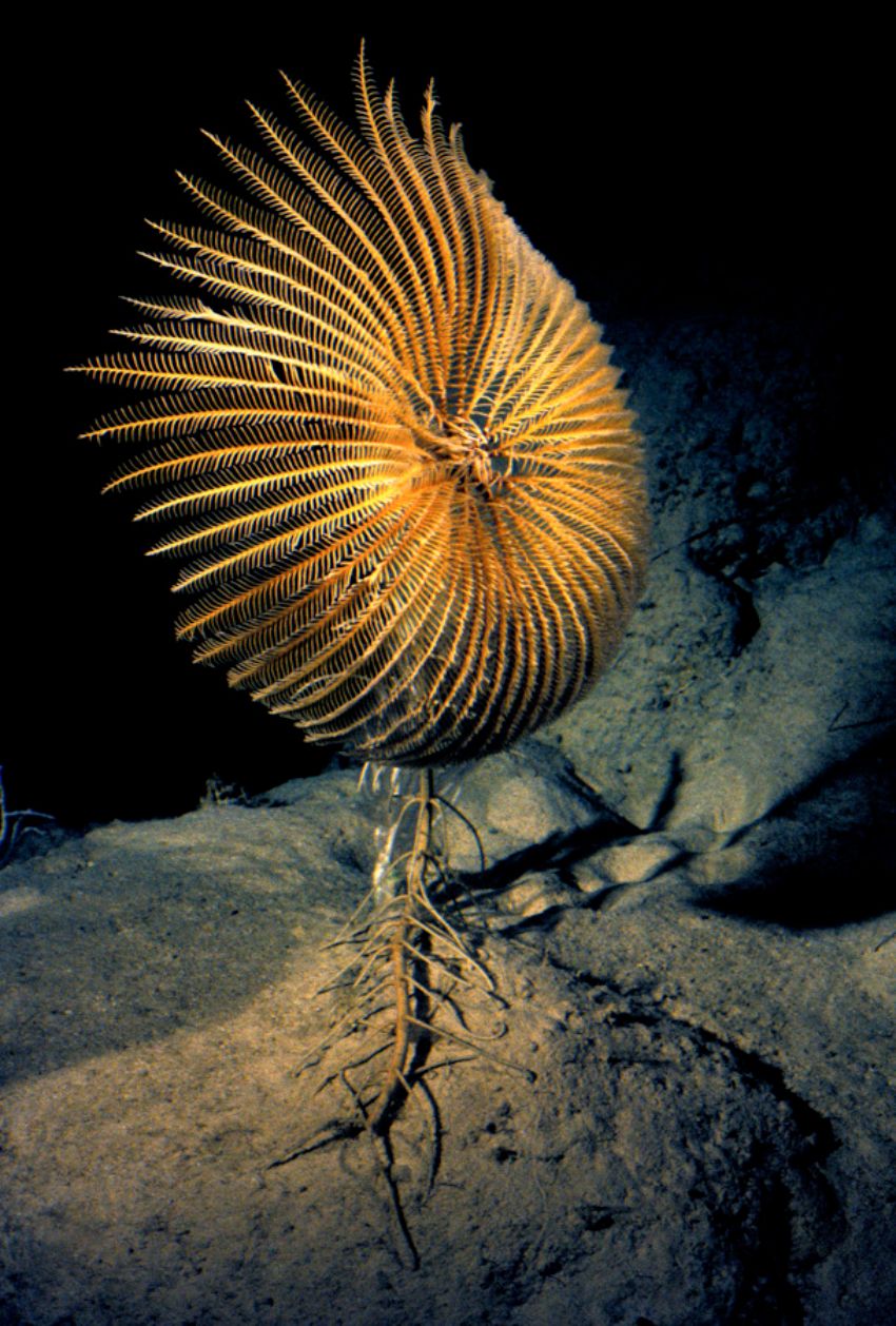 Deep Water Crinoid