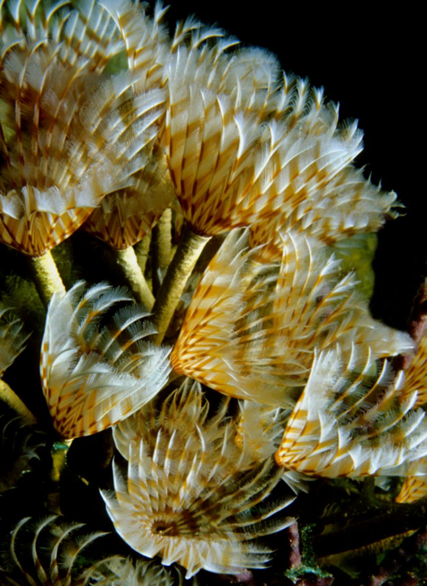 Feather Duster Worms