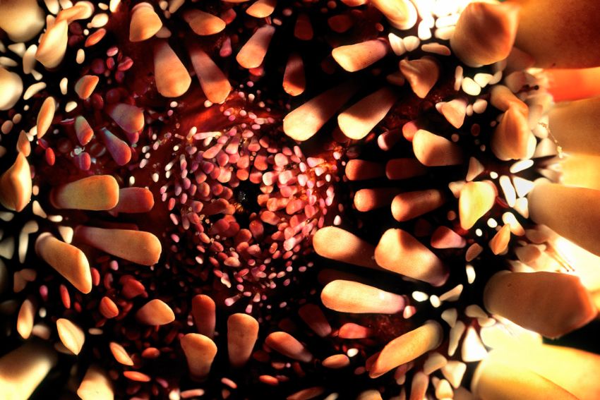 Pencil Urchin Close-up