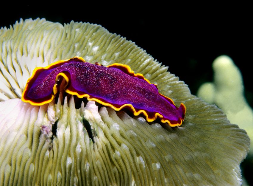 Spendid Flatworm on Mushroon Coral