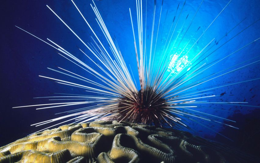 Spiney Urchin