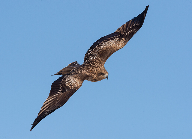 Black-Eared Kite