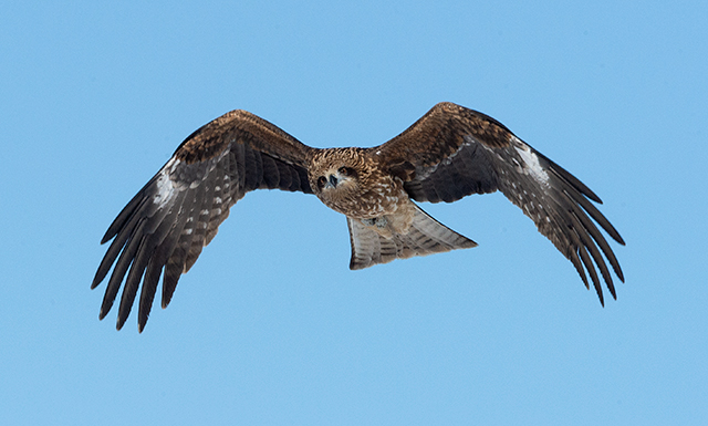Black-Eared Kite Japan