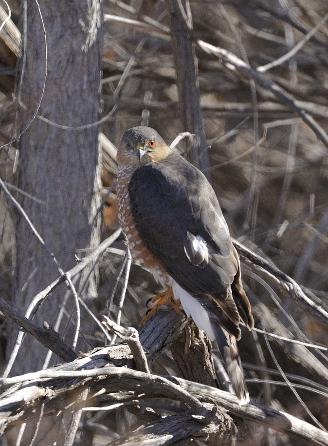 Cooper's Hawk
