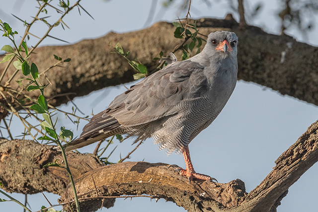 Dark-Chanting Goshawk